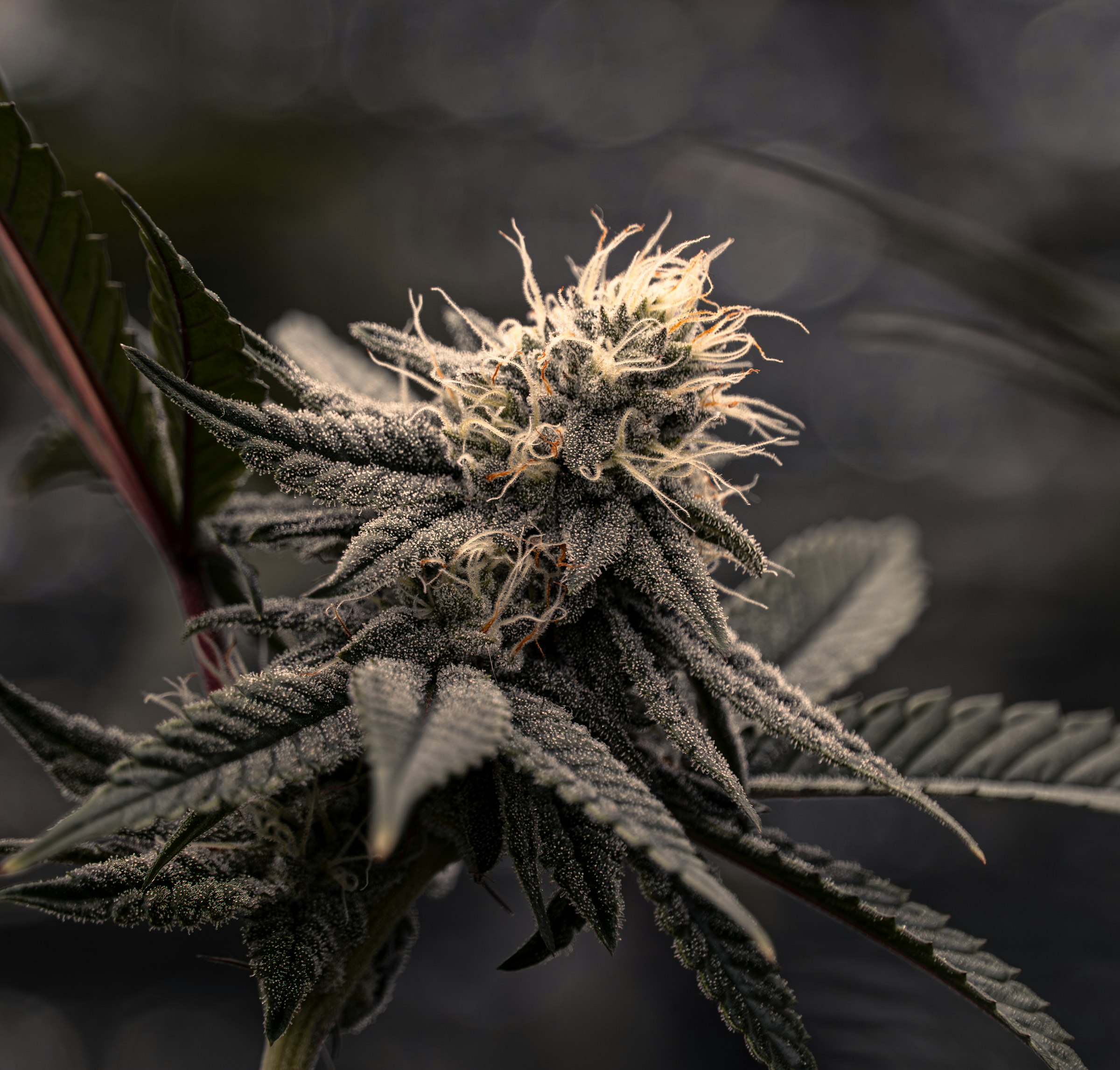 Premium cannabis flower close-up